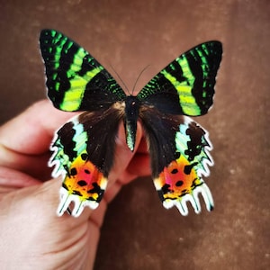 Real Sunset Moth from Madagascar – Chrysiridia rhipheus – A1 Quality – Dry Specimen for Art or Collection – Spread or Folded