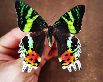 Real Sunset Moth from Madagascar – Chrysiridia rhipheus – A1 Quality – Dry Specimen for Art or Collection – Spread or Folded