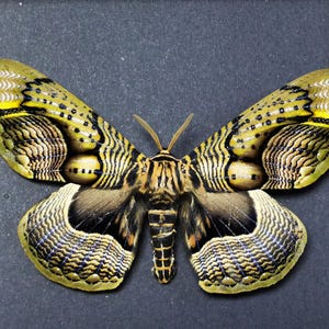 Może przedstawiać: Motyl żółto-czarny z misternymi wzorami na skrzydłach. Motyl jest zamontowany na czarnym tle.
