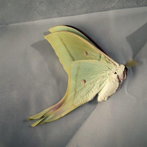 Falena lunare di provenienza etica – Vera Actias luna per progetti fai-da-te, da esposizione o scientifici.