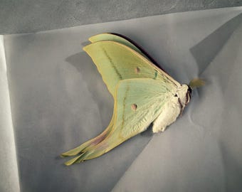 Falena lunare di provenienza etica – Vera Actias luna per progetti fai-da-te, da esposizione o scientifici.