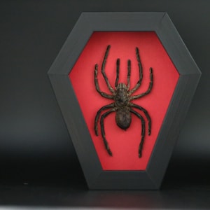 Cornice con vero ragno lupo gigante e tarantola, teca espositiva per tassidermia di insetti, decorazione murale gotica e curiosa, esposizione di natura oscura