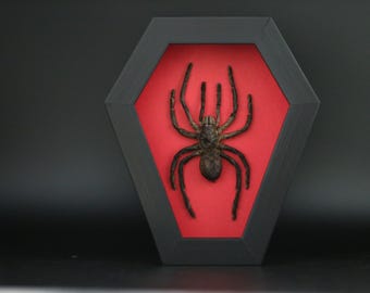 Real Giant Wolf Spider Tarantula Frame, Insect Taxidermy Shadow Box, Gothic Curiosity Wall Decor, Dark Nature Display