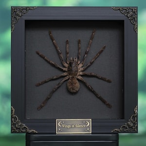 Real Framed Giant Tarantula | Bird-Eating Exotic Spider | Ethical Taxidermy Gothic Decor
