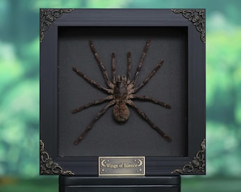 Tarántula gigante real enmarcada / Araña exótica come pájaros / Decoración gótica de taxidermia ética