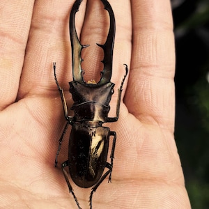 Puede incluir: Primer plano de un escarabajo ciervo marrón oscuro con grandes mandíbulas, sostenido en una mano. El cuerpo del escarabajo tiene un aspecto brillante y metálico. Las mandíbulas son curvas y tienen varios dientes pequeños.