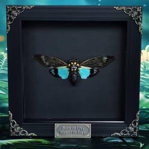 May include: A framed insect specimen with a black frame and a dark background. The insect has black and gray wings with turquoise accents. The frame has decorative corner accents, and a small plaque at the bottom reads "Born to Fly, Meant to Stay."