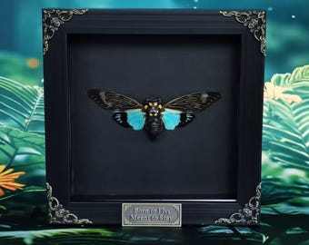 Cigarra azul enmarcada / Tosena splendida real / Alas completamente extendidas, marco de 6 pulgadas, arte de taxidermia, exhibición de coleccionista