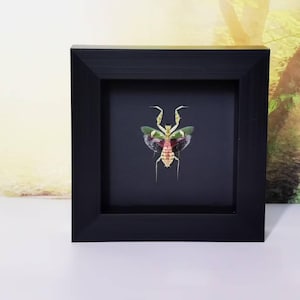 Może przedstawiać: Oprawiony okaz owada w czarnej ramie. Owad ma zielone, czerwone i żółte kolory. Tło jest ciemnoszare. Rama jest kwadratowa i stoi na białej powierzchni.