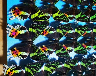 マダガスカル産本物のサンセットモス（Chrysiridia rhipheus） – A1