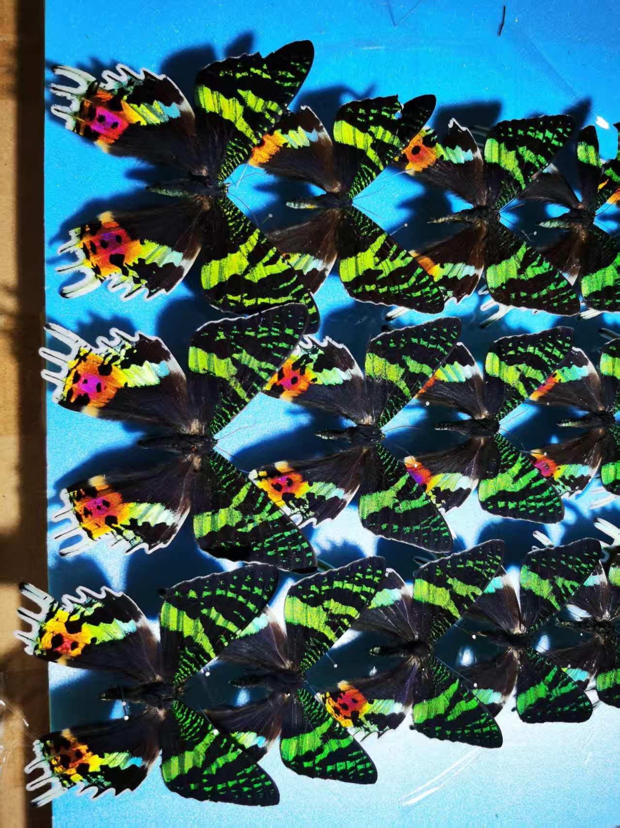 マダガスカル産本物のサンセットモス（Chrysiridia rhipheus） – A1