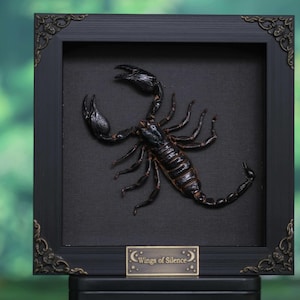 May include: A framed scorpion art piece. The black frame has ornate corner details. The scorpion is dark brown and black, mounted on a black background. A small plaque at the bottom reads "Wings of Silence."