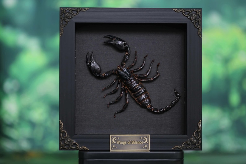 May include: A framed scorpion art piece. The black frame has ornate corner details. The scorpion is dark brown and black, mounted on a black background. A small plaque at the bottom reads "Wings of Silence."