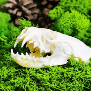 Exquisite Real Mink skull bone specimen after cleaned and bleached