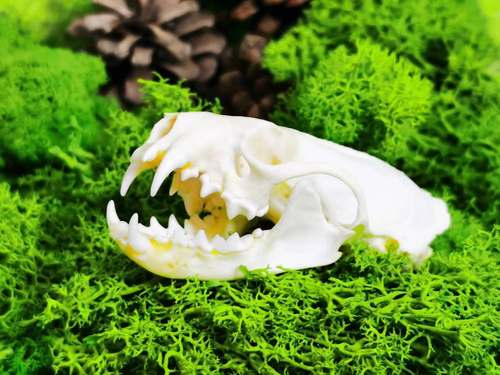 Exquisite Real Mink skull bone specimen after cleaned and bleached
