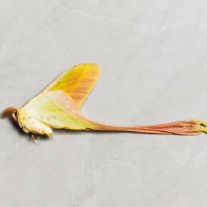 Puede incluir: Una vaina de semilla seca con una estructura similar a un ala y una cola larga y delgada. El ala es amarilla y verde, que pasa a naranja y rosa a lo largo de la cola. La vaina de la semilla descansa sobre una superficie gris claro.