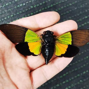 Authentic Trengganua sibylla – Mounted Malaysian Cicada, A1 Premium Specimen with Spread Wings for Display or Insect Art