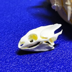 Teschio di tartaruga vero tassidermia uccello macabro gotico pagano Wicca arte artigianato strano