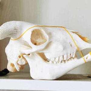 以下が含まれることがあります： 側面から見た白い動物の頭蓋骨で、歯があります。頭蓋骨は黄色のゴムバンドで固定されています。