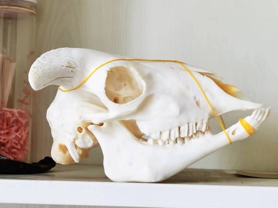 Sheep skull | taxidermy skull | real skull | animal skull | bleached skull | ram skull | sheep bones