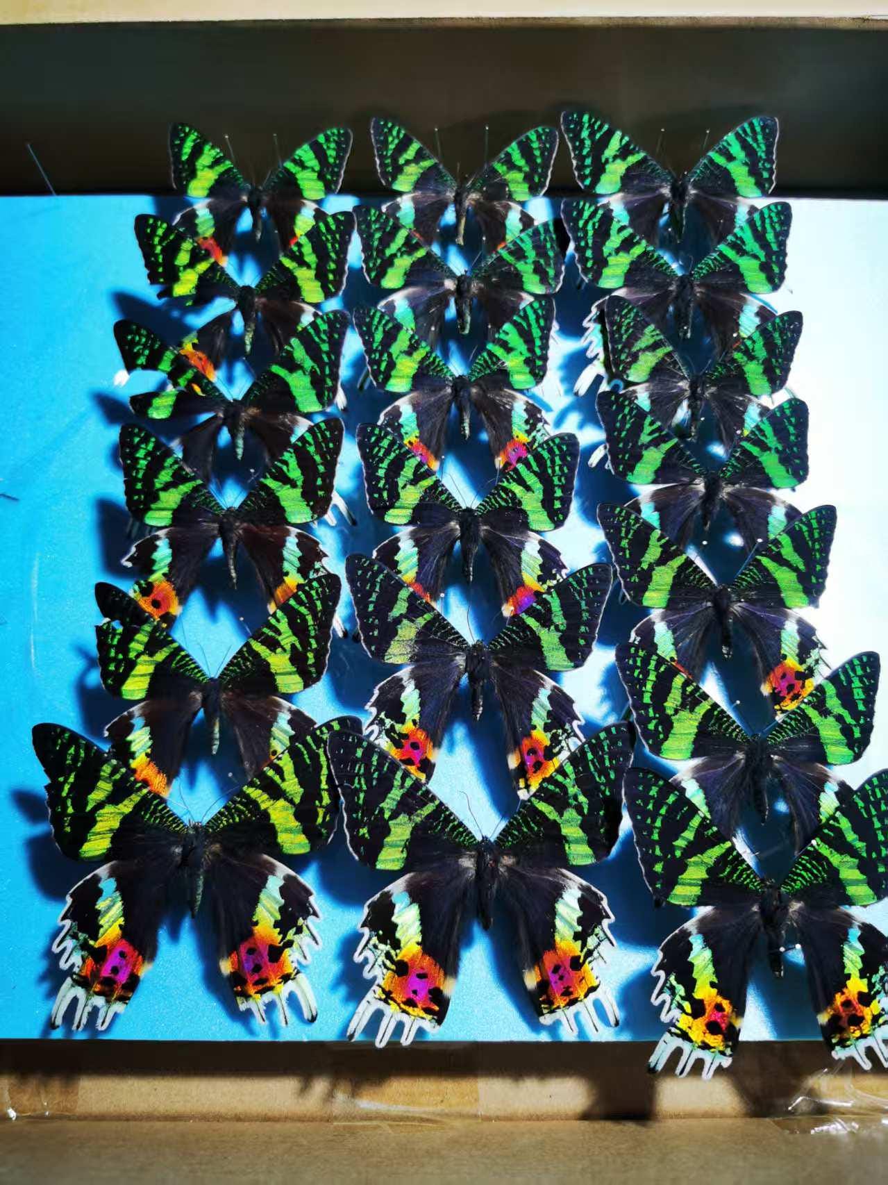 マダガスカル産本物のサンセットモス（Chrysiridia rhipheus） – A1