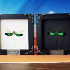 Puede incluir: Dos obras de arte de insectos enmarcadas. Una presenta una libélula con alas blancas, verdes y negras sobre un fondo blanco. La otra tiene una libélula similar sobre un fondo negro. Ambas están en marcos negros con detalles ornamentados en las esquinas.