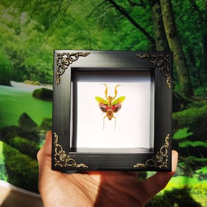 Puede incluir: Un espécimen de insecto enmarcado de una mantis religiosa verde y amarilla con marcas rojas y negras en sus alas. El marco es negro con detalles dorados.