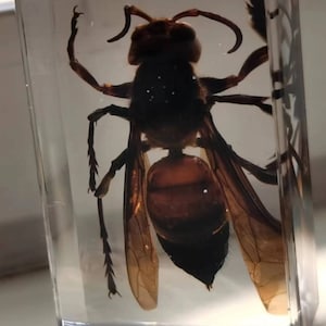 Giant Asian hornet, murder hornet, insects in resin, giant wasp, oddities