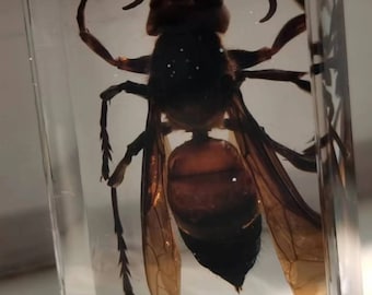 Rare Giant Tarantula Hawk Wasp Framed Taxidermy - Pepsis Heros