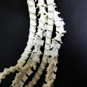 100 Pieces Real Rattlesnake Vertebrae Beads | Natural Reptile Bones | Jewelry Craft Supplies | Unique DIY Bone Beads