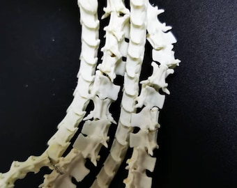 100 Stück Echte Klapperschlange Wirbel Perlen | Natürliche Reptilien Knochen | Schmuck Bastelbedarf | Einzigartige DIY Knochenperlen