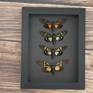 May include: A rectangular black shadow box frame containing four preserved cicadas arranged vertically. Each insect displays distinct wing patterns in shades of orange, green, yellow, and brown against a solid black background within the frame.