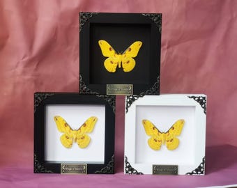 Framed Golden Emperor Moth (Loepa katinka) | 5-inch Frame | Naturally Dried | Decorative & Collectible