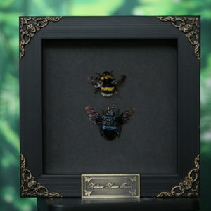 May include: A square black shadow box frame with ornate gold-toned corner accents containing two preserved insects. The top insect is a fuzzy yellow and black bumblebee, and the bottom is a metallic blue beetle. A small gold plaque reads Nature Xavier Fada.