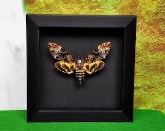 Death's-Head Hawkmoth Specimen – Intricately Preserved Gothic Insect Art for Dark Aesthetic Decor, Shadow Box Display