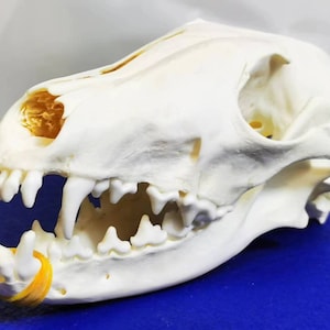 キツネの頭蓋骨、剥製、動物の頭蓋骨コレクション愛好家へのギフト、エキゾチックな自然ギフト、本物の動物の剥製