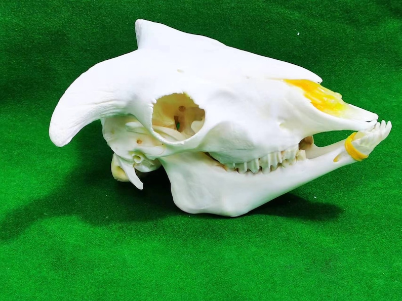 以下が含まれることがあります： 頭の上に黄色い斑点があり、白い動物の頭蓋骨。頭蓋骨は緑色の表面の上に置かれている。