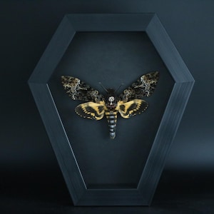 May include: A death's-head hawkmoth specimen displayed inside a black, hexagonal, coffin-shaped shadow box frame. The moth features intricate brown and black patterned wings, a yellow and black striped abdomen, and a distinct skull-like marking.