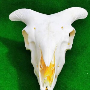 以下が含まれることがあります： 白い動物の頭蓋骨で、顎が開いており、黄色い歯と内部の黄色の骨構造が見えています。頭蓋骨は緑色の背景の上にあります。