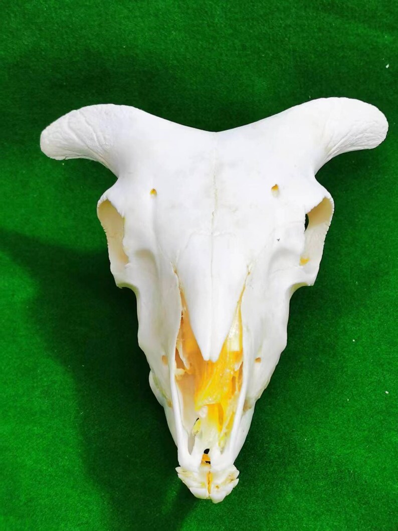 以下が含まれることがあります： 白い動物の頭蓋骨で、顎が開いており、黄色い歯と内部の黄色の骨構造が見えています。頭蓋骨は緑色の背景の上にあります。