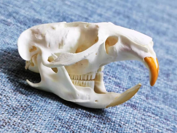 本物の洗浄・漂白されたビーバーネズミの頭蓋骨の良質な標本です