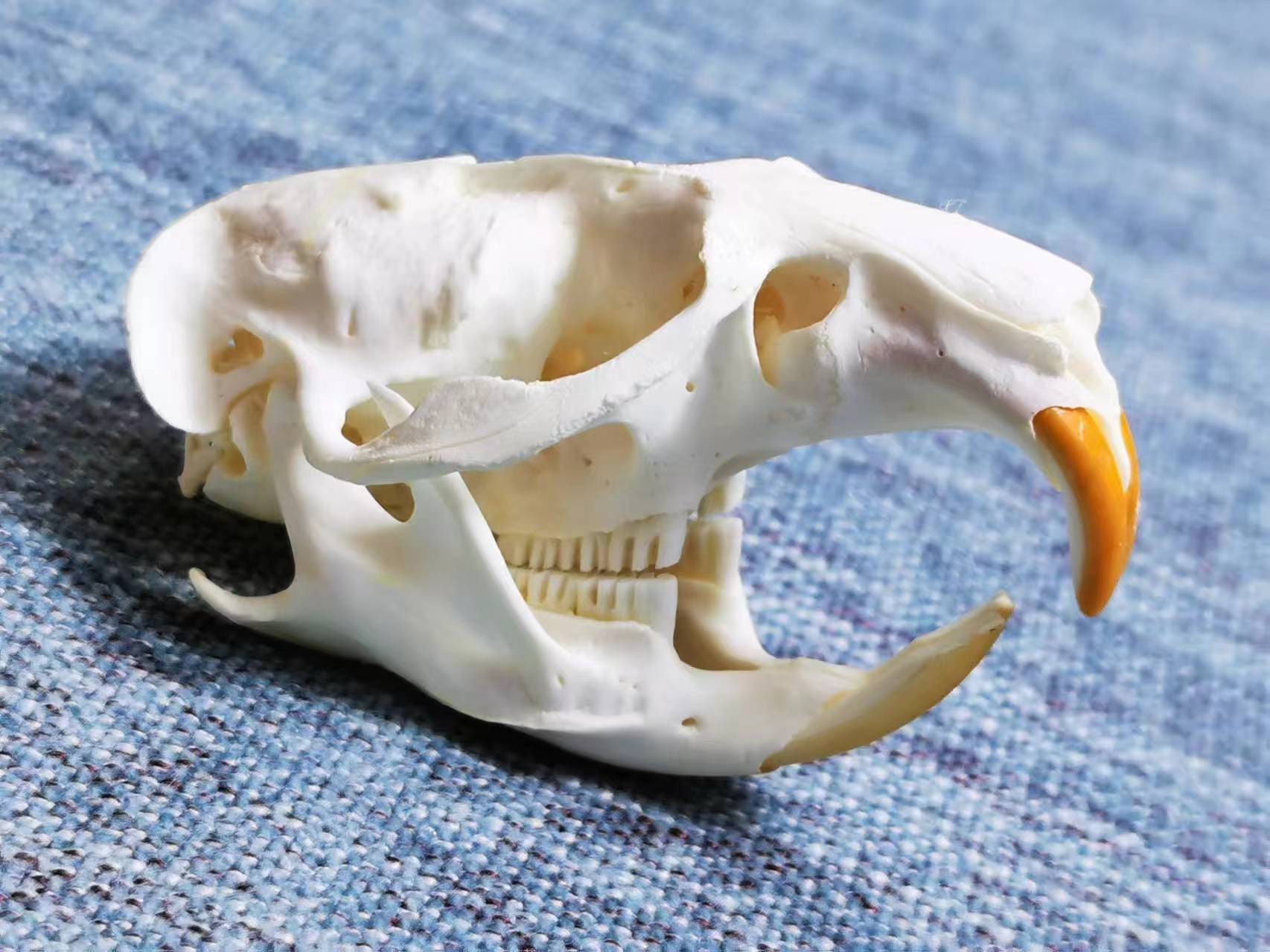 頭骨標本　アメリカビーバー 標本棚のラベル裏011 アメリカビーバー（頭骨） - 生き物・学び