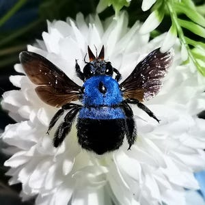 Tropical Blue Carpenter Bee – Real Female Specimen, Mounted, Java Origin