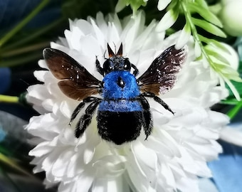 Tropical Blue Carpenter Bee – Real Female Specimen, Mounted, Java Origin