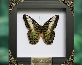 Real Clipper Butterfly Frame – Parthenos sylvia Insect Display – Preserved Butterfly Wall Décor