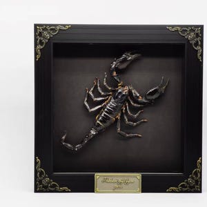 May include: A black scorpion preserved in a black frame with gold accents. The frame has a small plaque with the text "Flatback gulf scorpion,  paris".