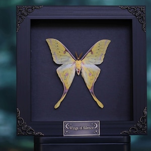 Può includere: Un'esposizione incorniciata con una grande falena gialla e viola su uno sfondo blu scuro. La falena è centrata all'interno di una cornice nera con dettagli angolari ornati. Una piccola targa in basso recita "Wings of Silence".