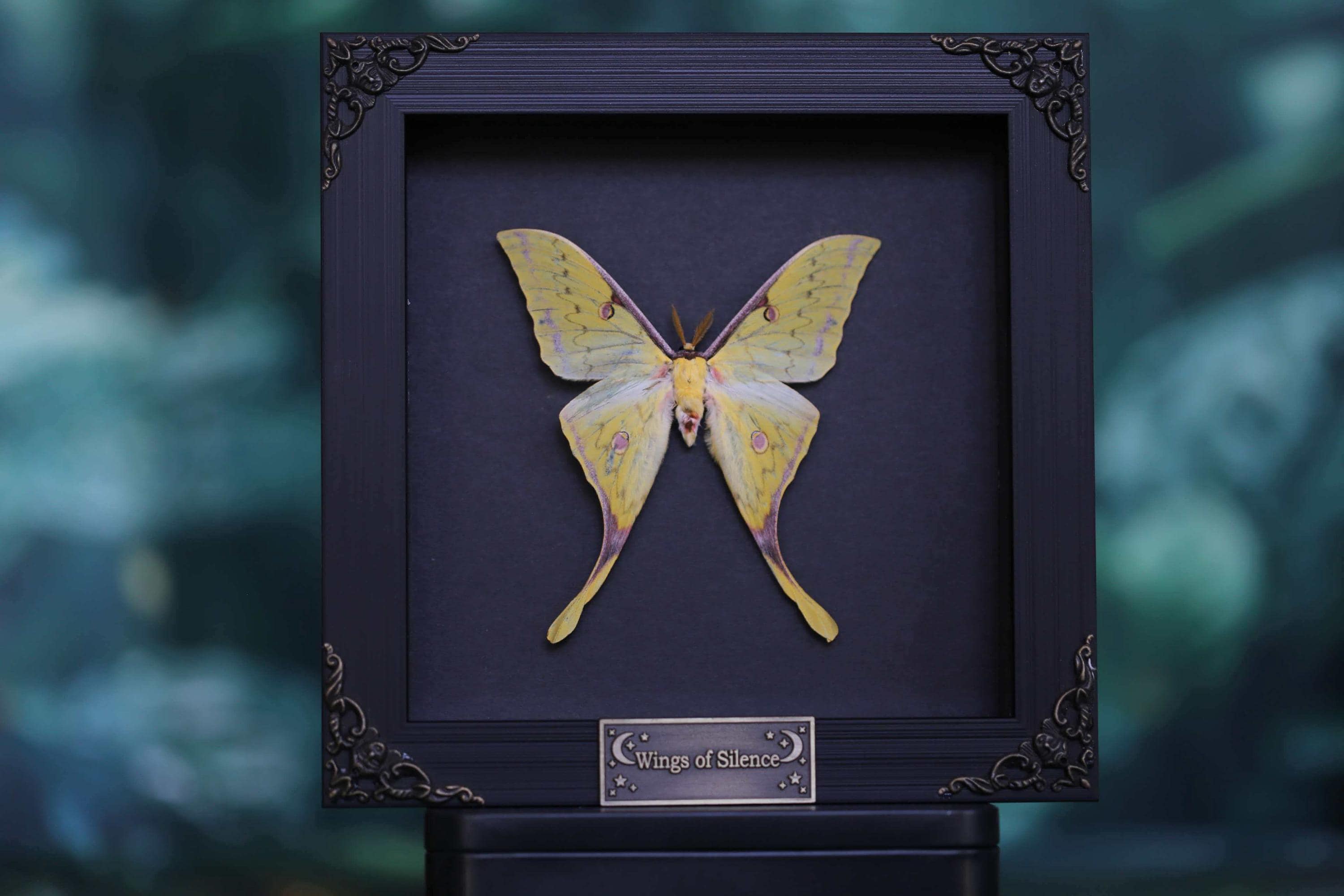 Actias dubernardi - Etsy 日本