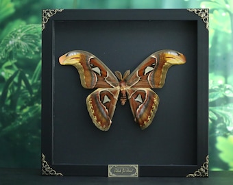 May include: A large Attacus atlas moth specimen displayed inside a square black shadow box frame with ornate gold-toned corner accents. The moth features intricate brown, tan, and cream wing patterns with distinct triangular markings on each wing.