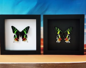 Ventral View Sunset Moth – Real Madagascan Chrysiridia rhipheus – Preserved Insect Display